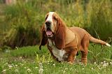 BASSET HOUND 076